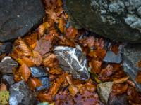 Gemaserter Felsklotz im Herbstlaub